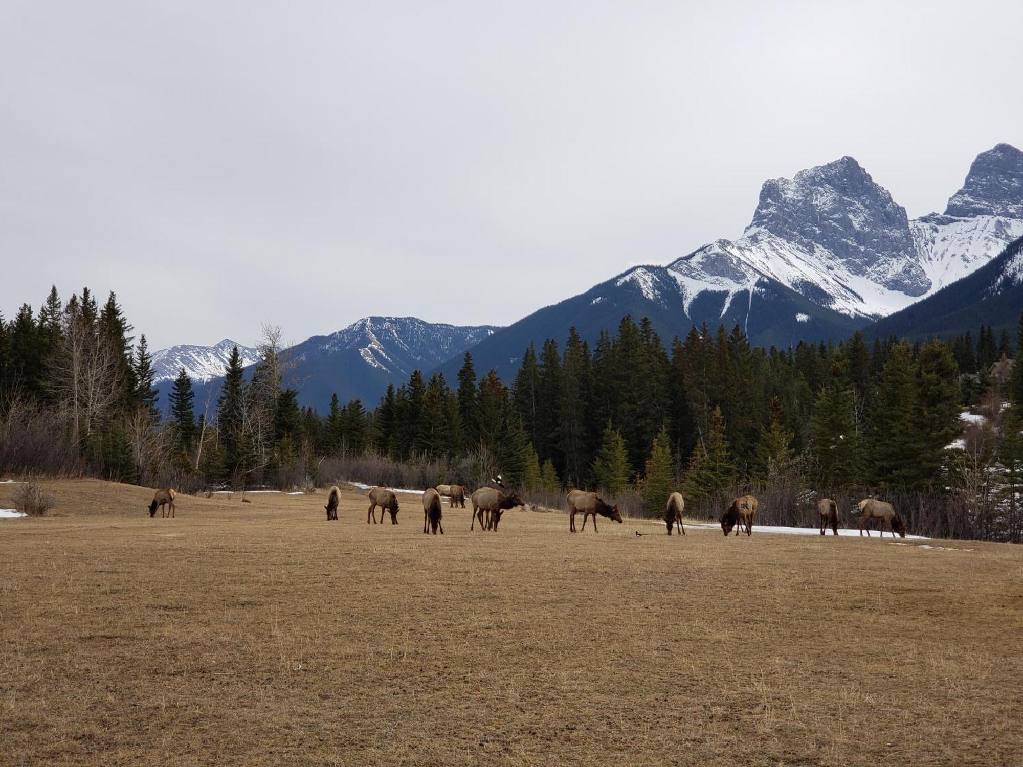 Enchanted Mountain Getaway Canmore Dış mekan fotoğraf